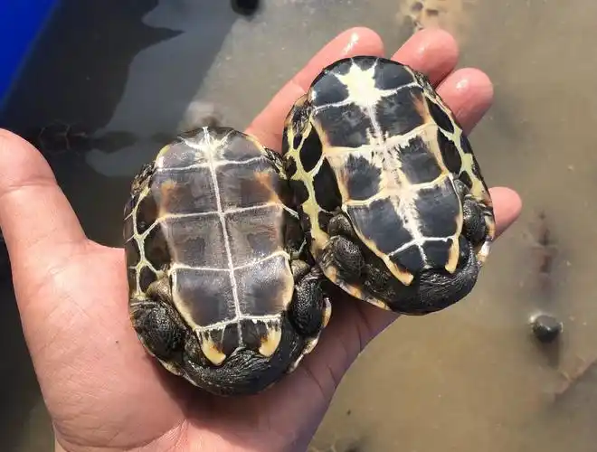 苏北外塘中华草龟情侣金线龟乌龟活物吃菜大小乌龟活体45厘米免费龟粮