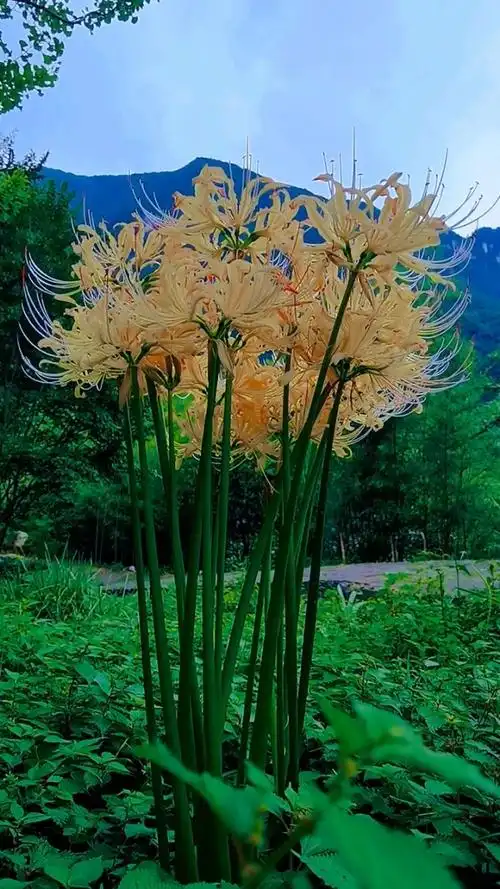 罕见的黄色彼岸花