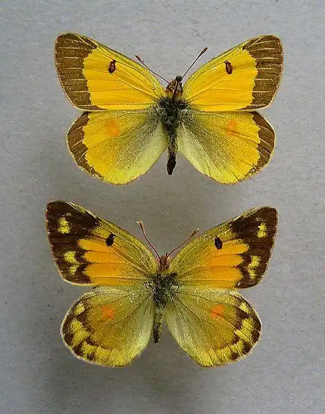 镏金豆粉蝶动物