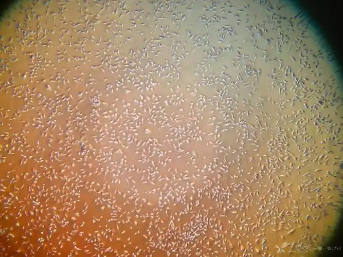 求助| hela细胞生长特别缓慢应该如何处理?-丁香实验