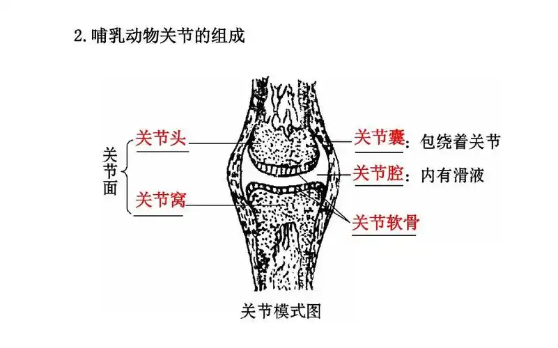 哺乳动物关节的组成 关节头 关节囊 关节腔 关节窝 关节软骨