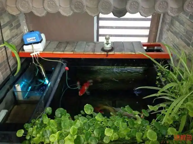 地缸从创建到改造的经历 - 锦鲤玩家 - 龙巅锦鲤鱼