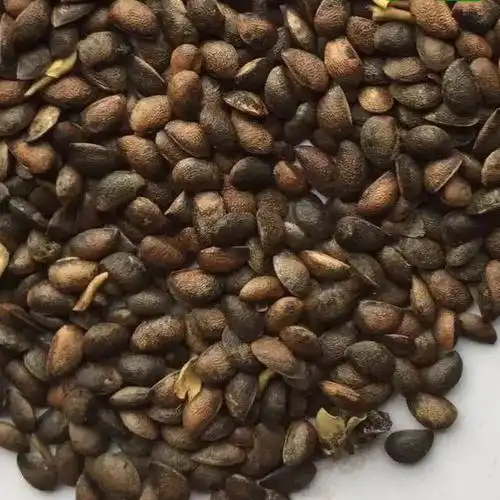 辽宁省黄柏种子价格一览表 波斯菊种子 黑心菊种子 金鸡菊种子 五彩