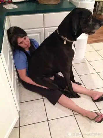 狗狗的又大又硬