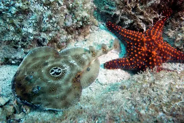 双电鳐一种自带2千块电板的鳐鱼每次能释放80伏电