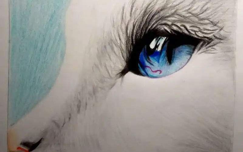 彩铅小白猫咪侧脸杀蓝色猫眼