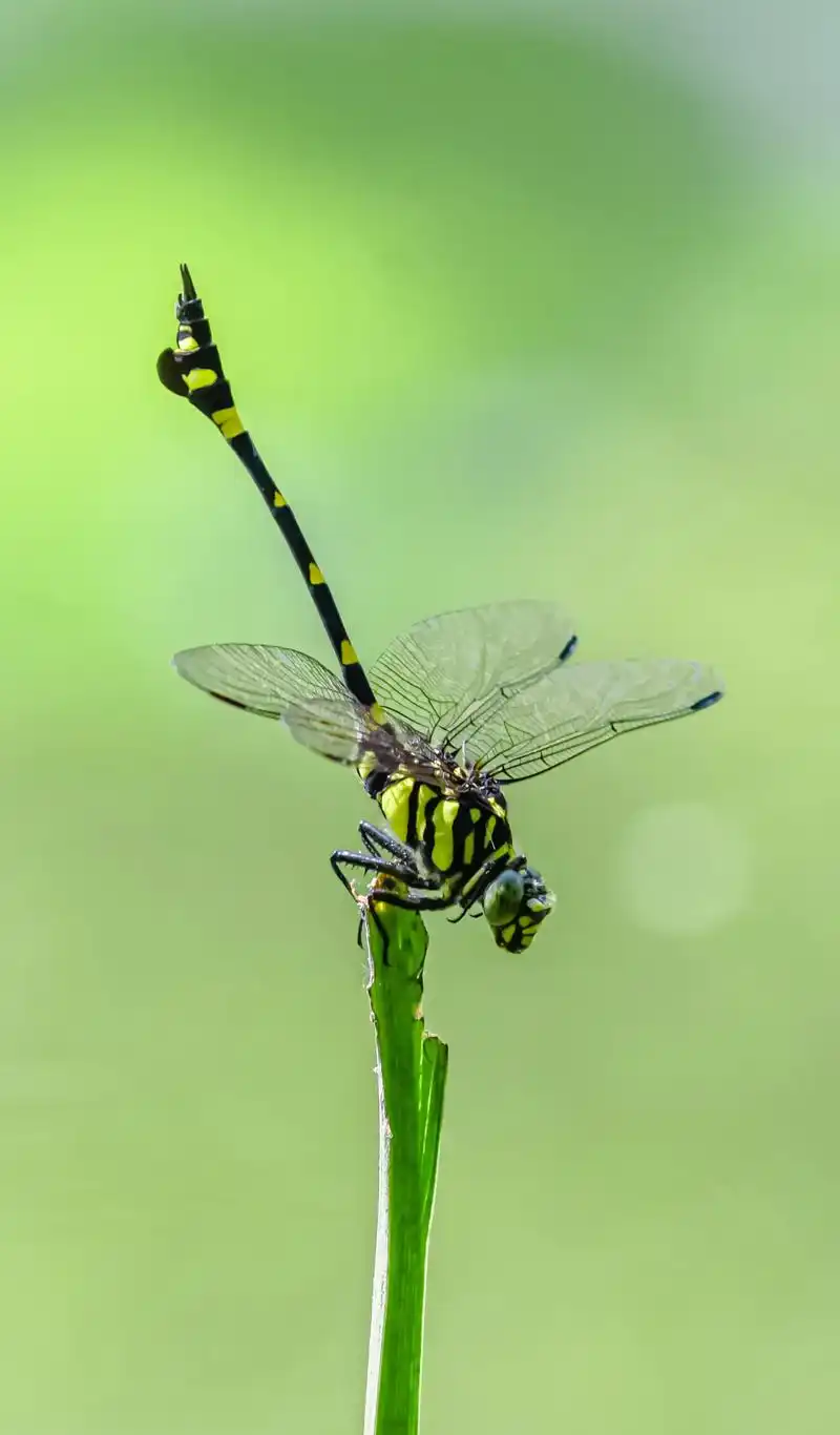 秋天的蜻蜓#秋天色彩大赏 #分享一个摄影小技巧 #我看到的 - 抖音