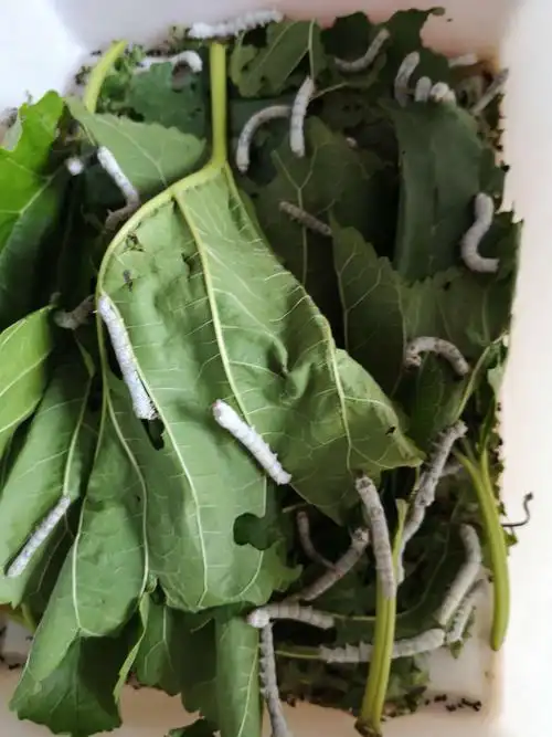 我们是三龄蚕了!吃得多,长得很快