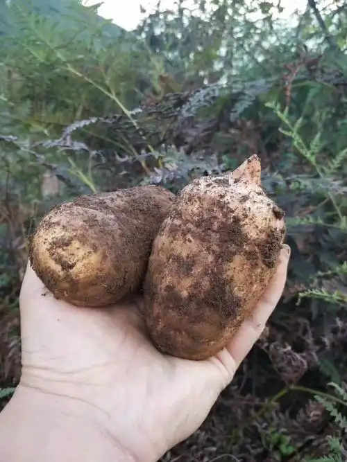 品种名:乌天麻 品种名:乌天麻 货品等级:一级          自己