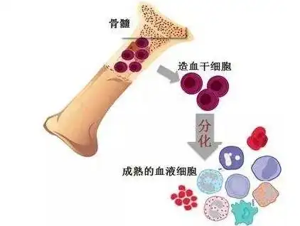 骨髓如此重要吃人参牛骨髓饮料可以补骨髓吗