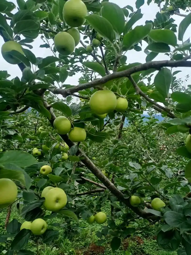 洱源子圣种植场的青苹果上市了.我在菜市场等你哟 - 抖音