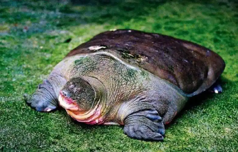 越南巨鳖活几个世纪,死后被当国宝祥瑞,曾帮忙打败明朝军队?