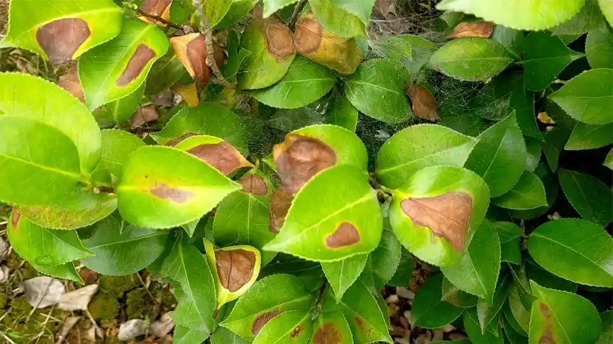 茶花还会得炭疽病,老杨觉得很诧异,实地一看原来是这样!