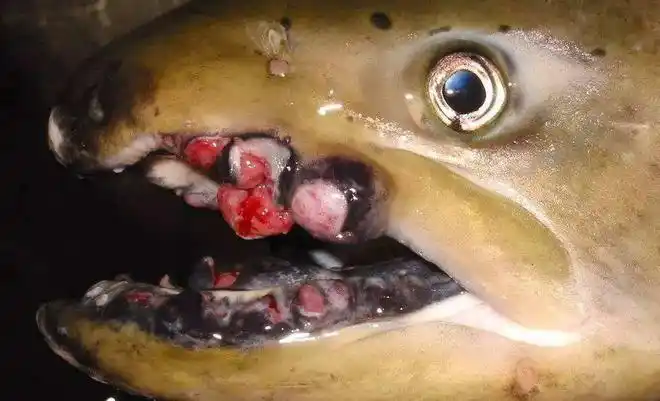 核泄漏的危害性被辐射的生物至今还有严重的后遗症