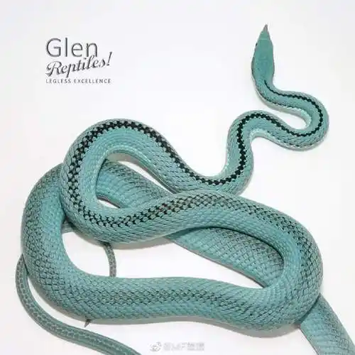 蓝巴伦##宠物蛇##爬宠