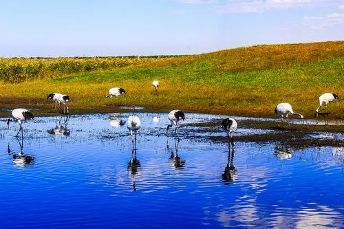 东北旅游第12集 黑龙江齐齐哈尔市扎龙 总第53集
