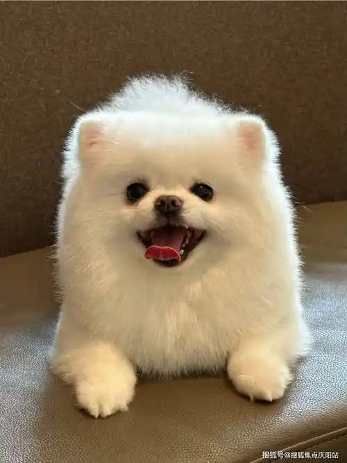 厦门买博美犬首页网站(厦门集美区)买博美犬哪里比较安全