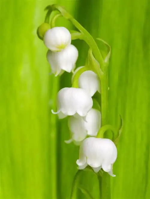 白色风铃草高清素材图片