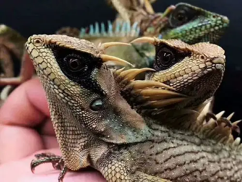 高山角蜥有货,微信有同款哦vx.