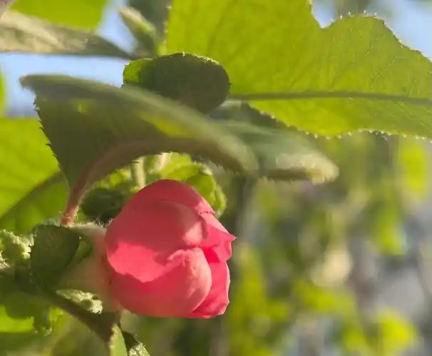 木瓜海棠开花了