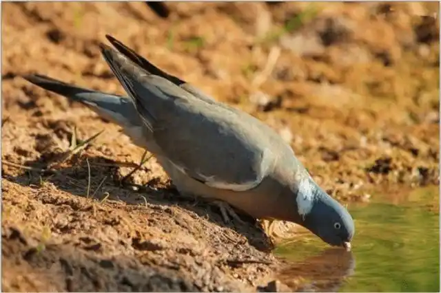 世界上已灭绝的十大鸟类
