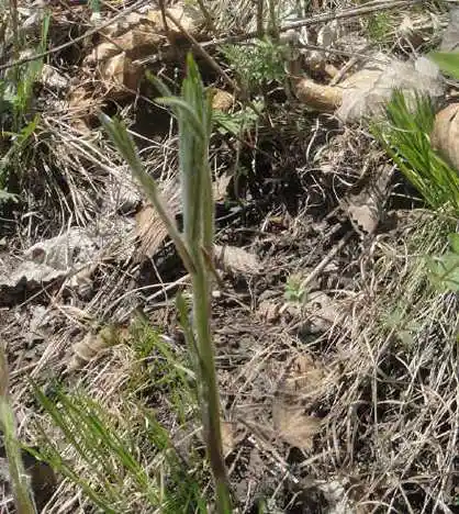 长相怪异的枪头菜——山野菜篇(2)