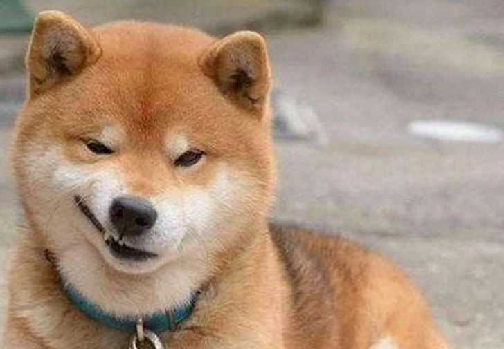 主人为了治理柴犬在桌上偷食,将食品做成狗头状,把柴犬镇住了