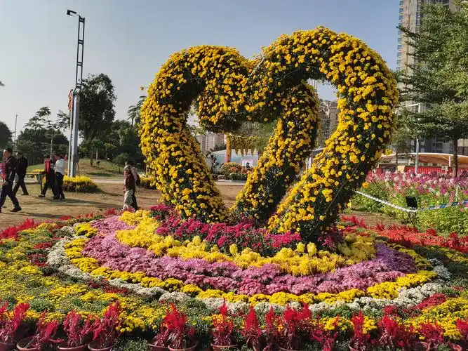 中山小榄菊花展!