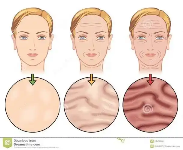 图|皮肤衰老过程 图片来源:dreamstime