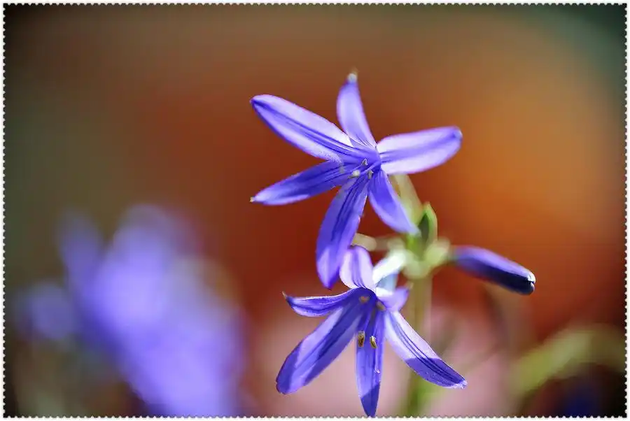 【立夏小紫花】 (共9p)