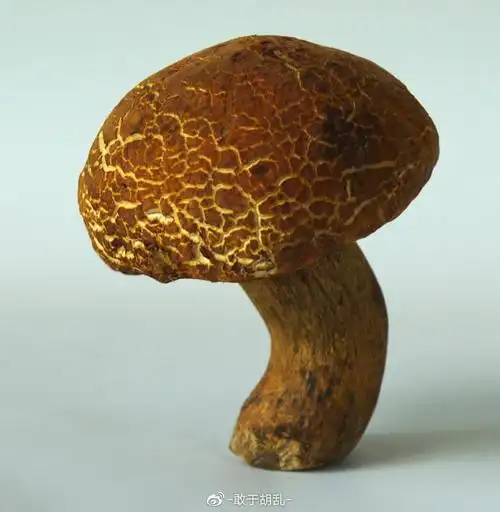 黄牛肝俗称黄癞头