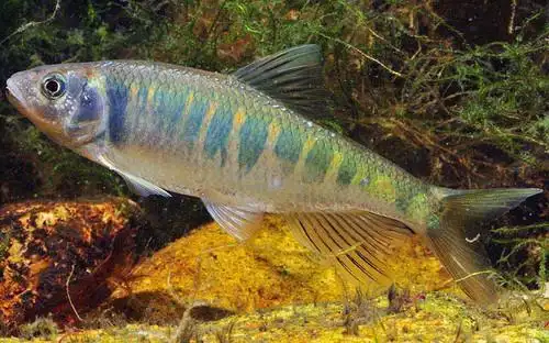 中国原生—马口鱼 - sky - skys