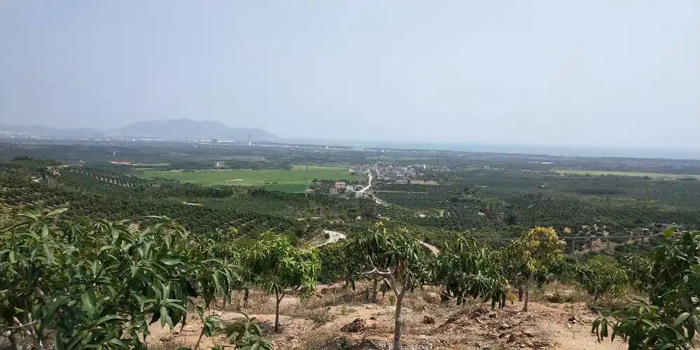 海南省三亚市50亩果园转让