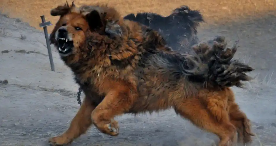 藏獒是我们见过的中华犬中最为凶猛的犬种,但是,在中国银川的山区中