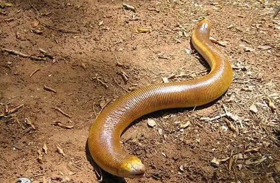 沙漠里的死亡蠕虫真的存在吗?蒙古死亡蠕虫的天敌是什么