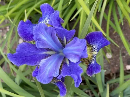 鸢尾花 iris"爱丽丝".