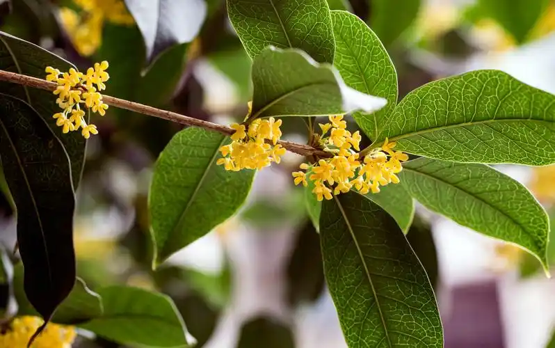 八月桂花香-金桂
