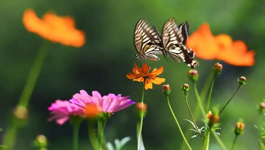 蝴蝶在花丛中飞来飞去,相爱相伴.宋洪涛743关注