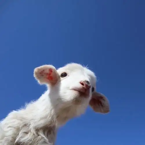 求可爱小羊的头像
