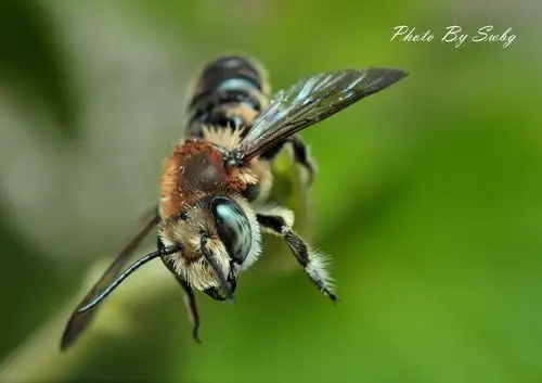腾龙90微拍"切叶蜂"