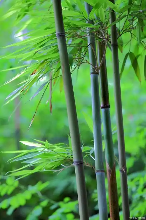 《七律·清竹》幽香欲入春风里,疏叶才生夏雨凉