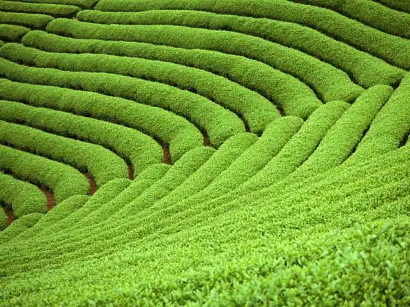 中国小叶苦丁茶之乡余庆