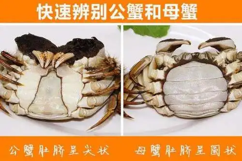 吃洪泽湖大闸蟹公母有什么区别? - 网红蟹商城