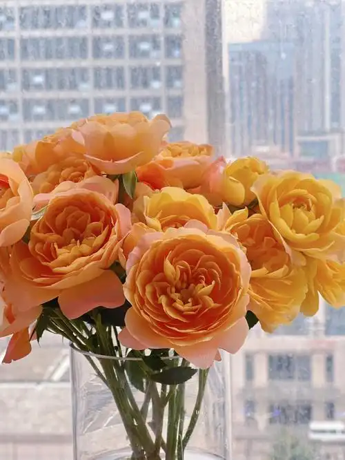 果汁阳台多头泡泡玫瑰