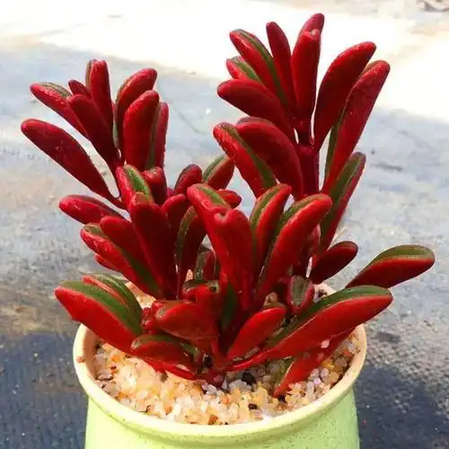 红背椒草多肉植物红色盆栽肉肉新手植物办公室创意花卉绿植防辐射