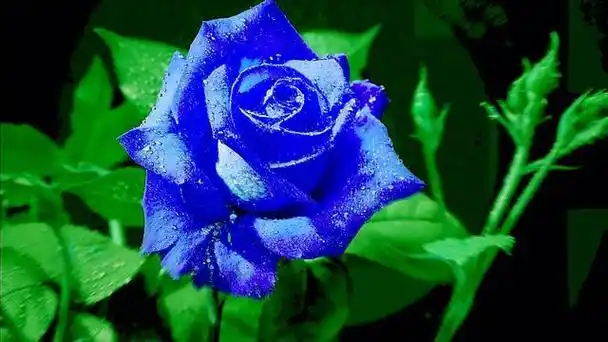 蓝玫瑰代表清纯的爱,敦厚善良,稀世真爱,适合送给爱的人和挚友