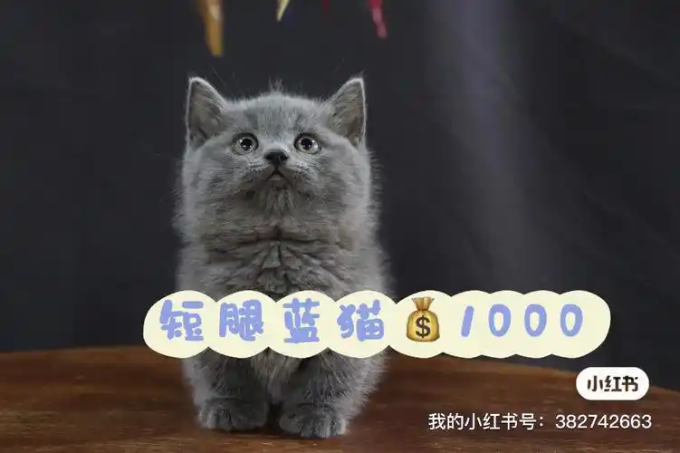 曼基康矮脚猫小短腿蓝猫价不高无病无藓