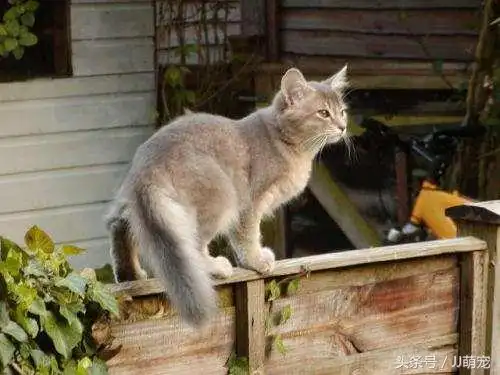 褴褛猫多少钱一只褴褛猫最新售价分享