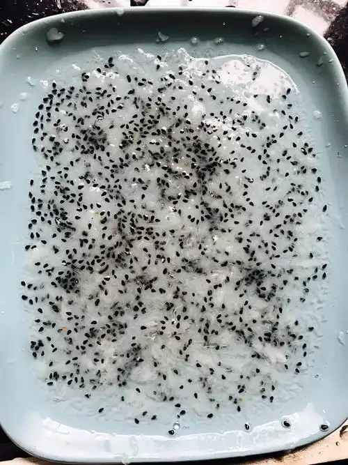 你们猜:一个不大不小的火龙果里有多少籽?