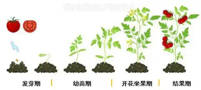 番茄在生长过程中,离不开肥料的养分,下面就施肥方案及关键技术同大家